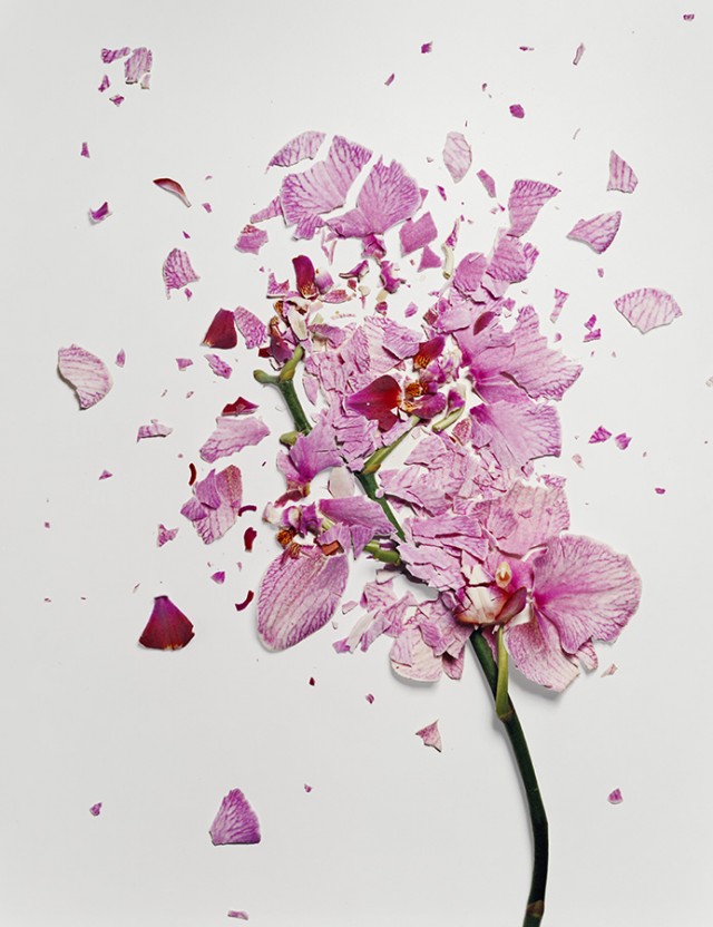 [PHOTOGRAPHY] Shattered Flowers by Jon Shireman ART FOR YOUR WALLPAPER