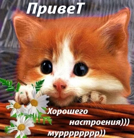 Открытки привет всего доброго Открытки привет всего доброго