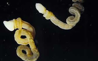 Científicos descubren un gusano con forma de pene