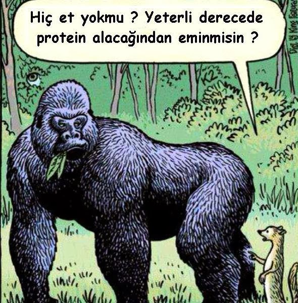 Raw Food Lifestyle: BiTKiSEL PROTEiN & HAYVANSAL PROTEiN