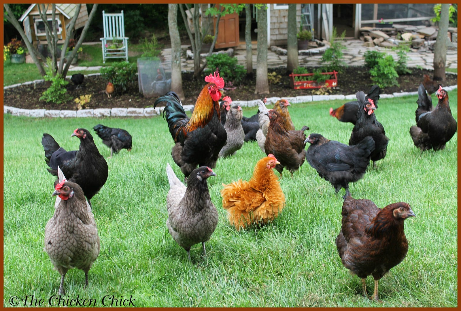 The Chicken Chick® Maximizing Space Available when Adding Chickens to the Flock