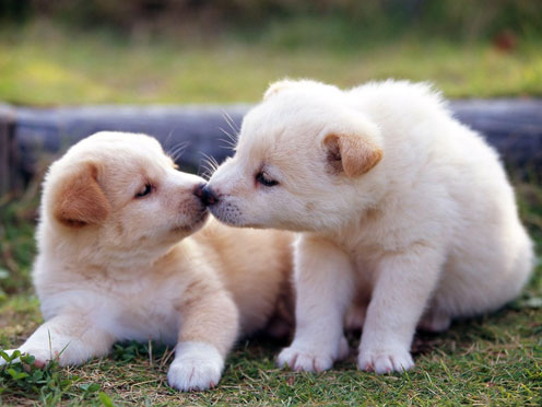 Puppies Pictures on Cute Kissing Puppies   New Photos 2012   Funny And Cute Animals