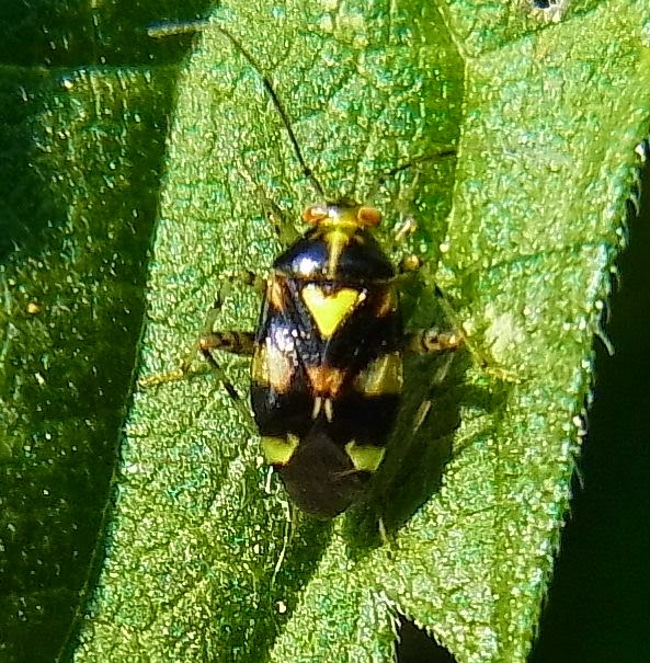 Wanderungen Durch Die Natur Wanzenparade
