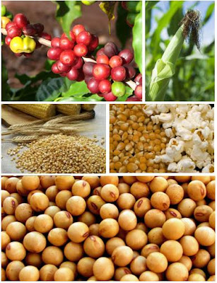 Estado moçambicano vai passar a adquirir parte da produção agrícola familiar
