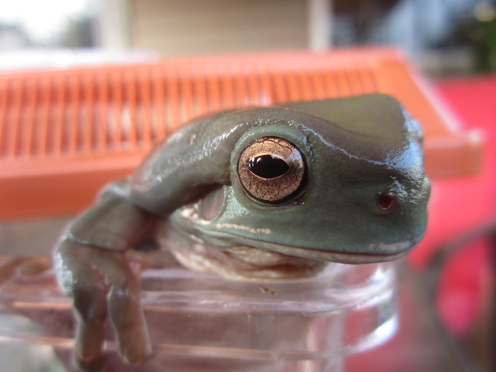Momcicle Mania: White's tree frog aka Dumpy tree frog photo shoot