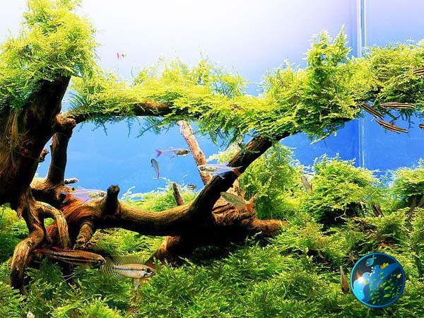 Live Aquarium