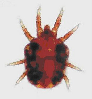 Ornitologia Enfermedades De Los Canarios