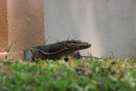 Urban Monitor Lizard - Malaysia