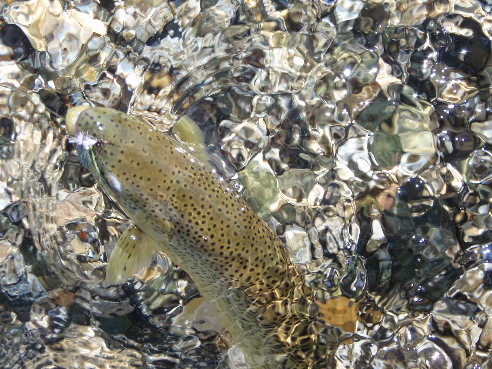 washington fly fishing The Waxing Gibbous Moon