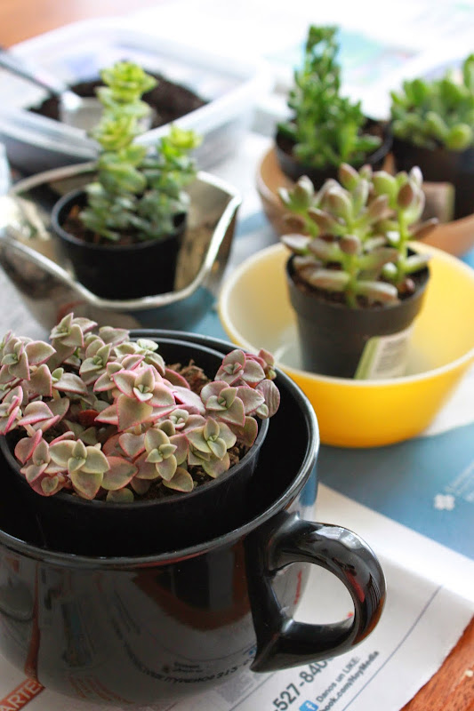 Annie's City Kitchen DIY Potting Succulents