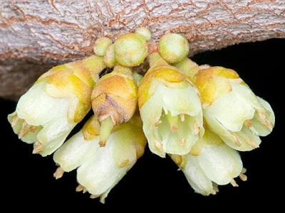 Fiori Pouteria sapota Flowers Pouteria sapota