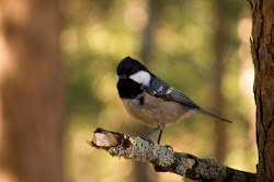 parus ater