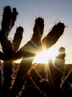 Cholla at sunset in Rio Rancho, New Mexico.