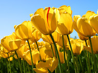 http://hogar.uncomo.com/articulo/como-cuidar-tulipanes-347.html