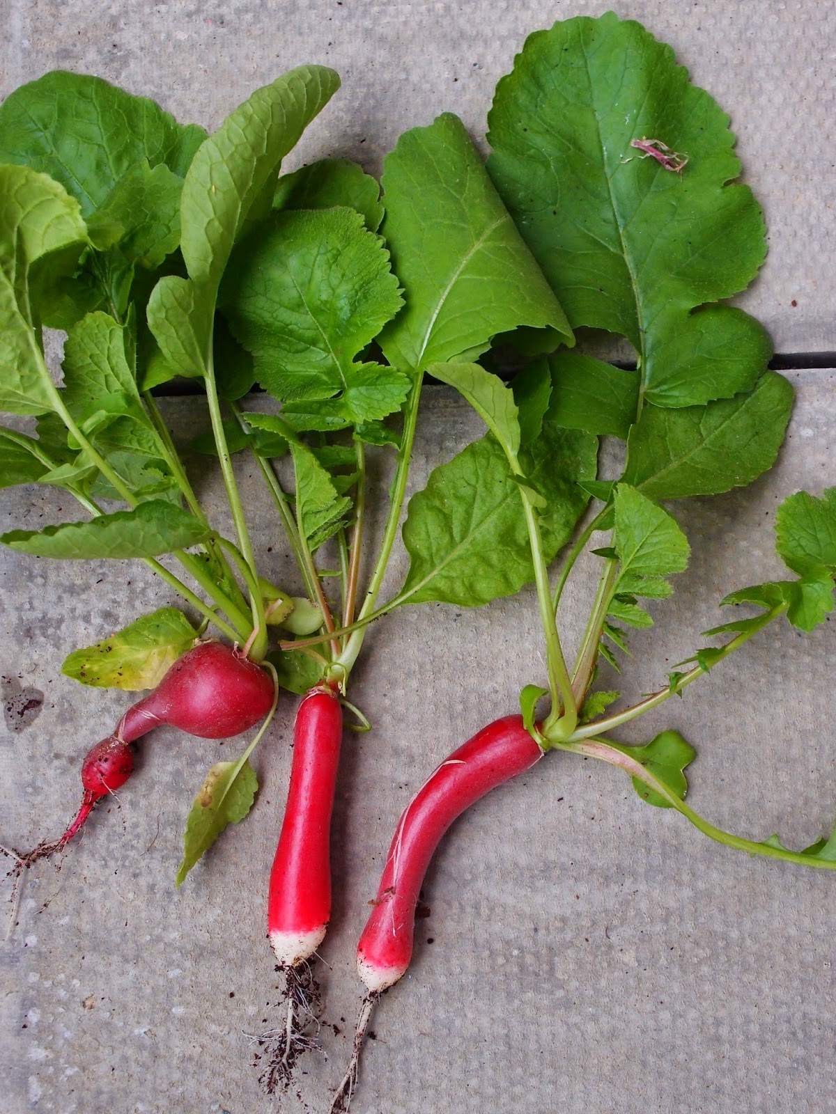The VegHog Radish leaf pasta