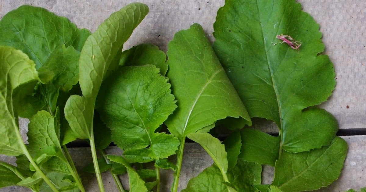 The VegHog Radish leaf pasta