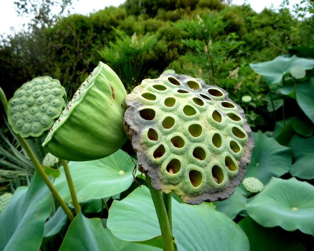 Trypophobia, the Lotus Seed Pod Phobia - Philippines Viral News
