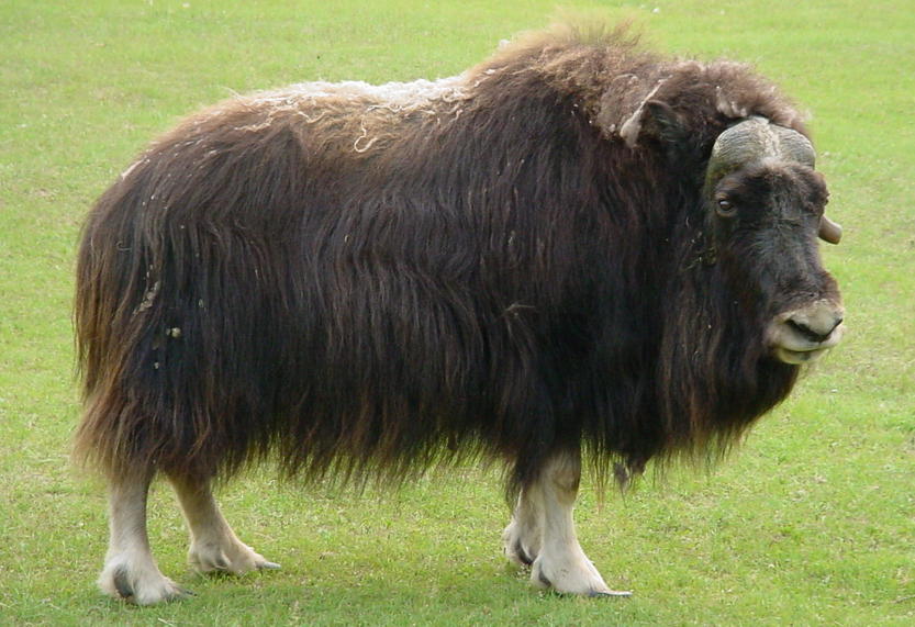 musk ox pictures