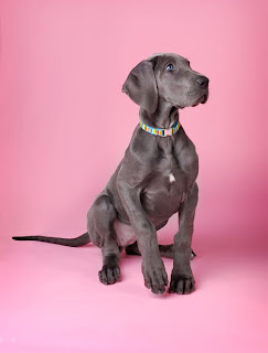Great Dane Puppy Picture
