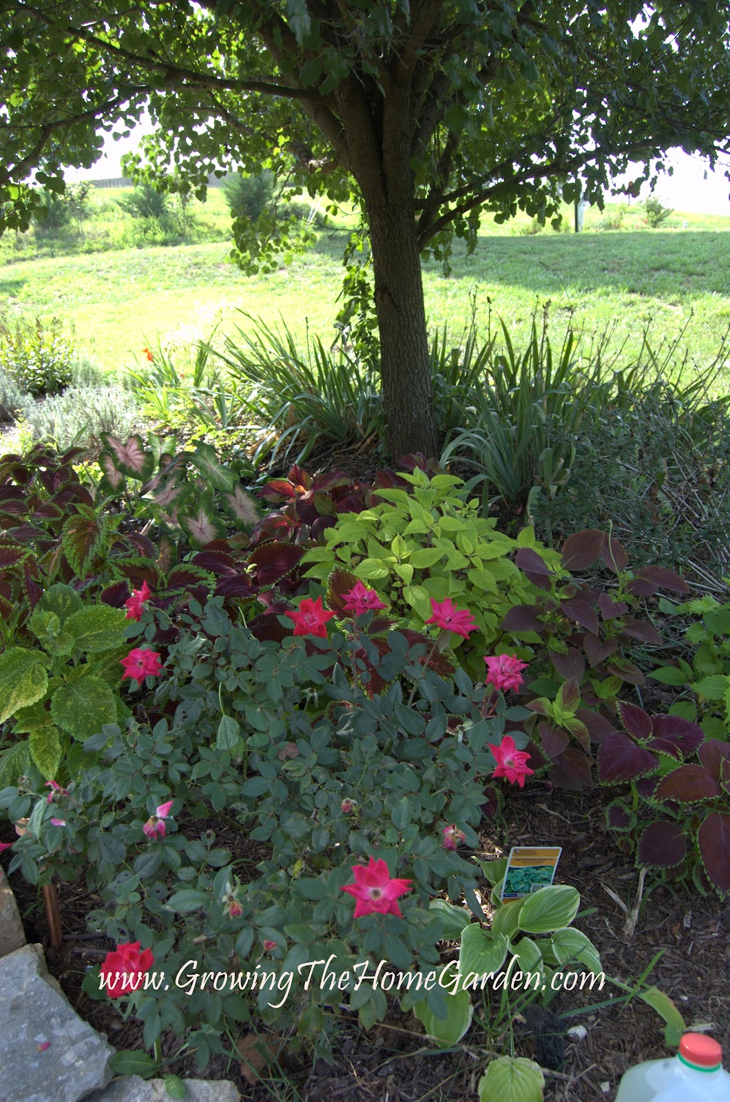 August in Bloom in My Tennessee Garden Growing The Home Garden