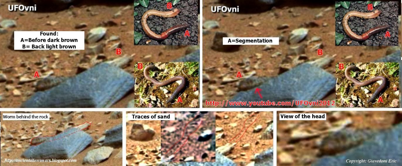 Ancient Aliens On Mars Live Animals On Mars