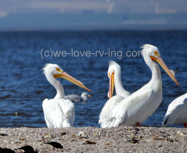 These pelicans have nice white feathers to show off