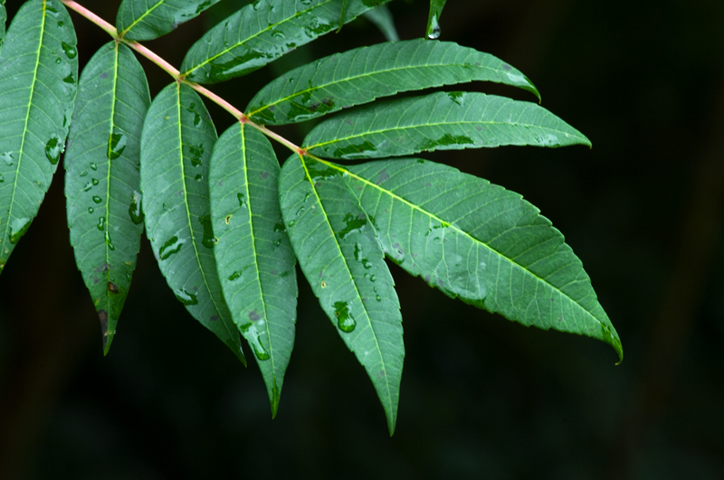 The 3 Foragers Foraging for Wild, Natural, Organic Food Foraging