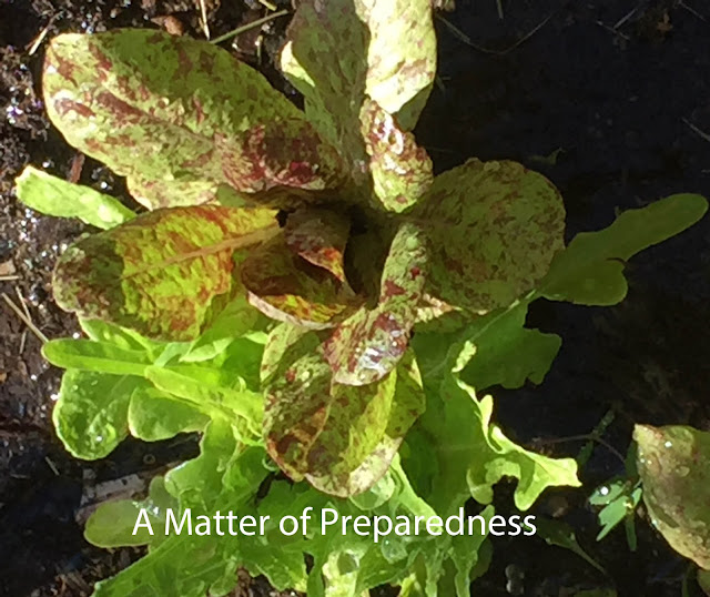 Gardening in a Drought, Vertical Gardening