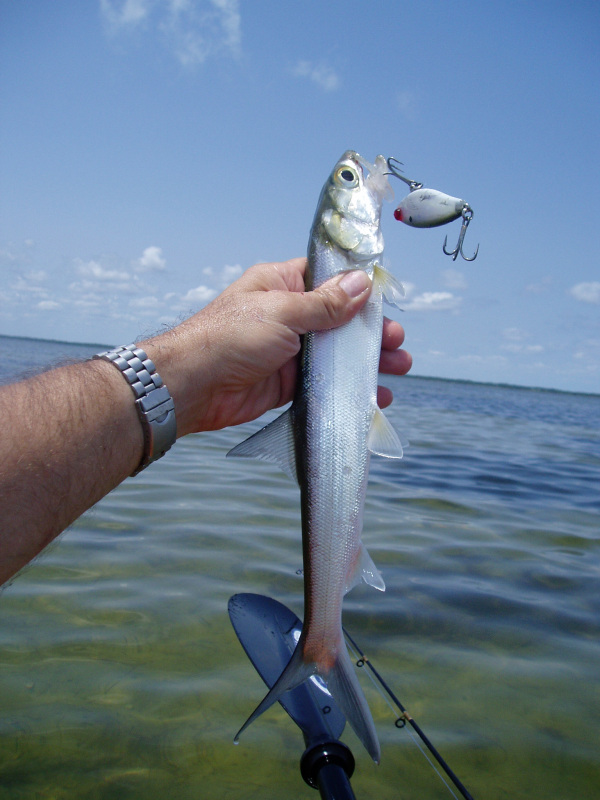 Kayak Angling for Big Fish Fishing Report 6/4/11 Indian River Lagoon