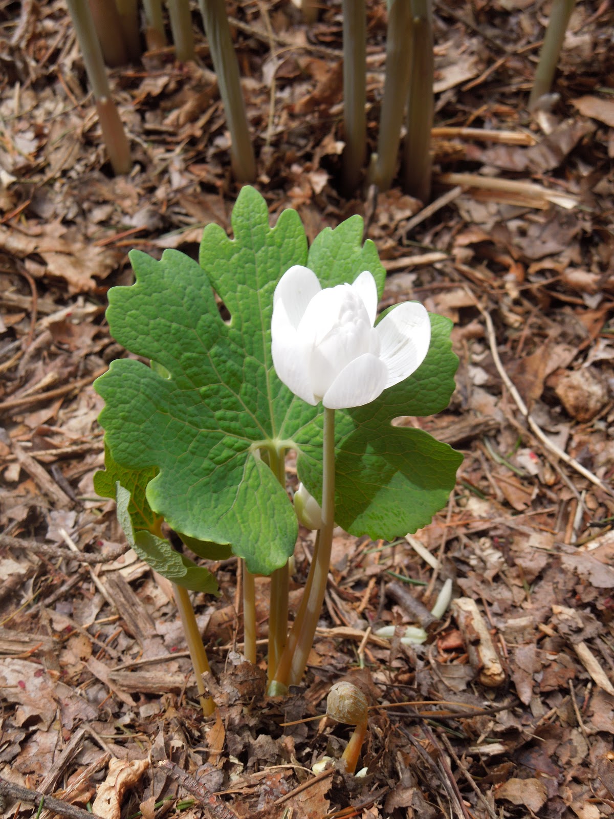 Franklin County (PA) Gardeners 2013 Native Woodland Plants and Spring