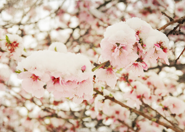 galia alena photography, spring snow on blossoms, Queenstown