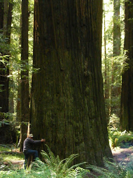 Avenue of Giants