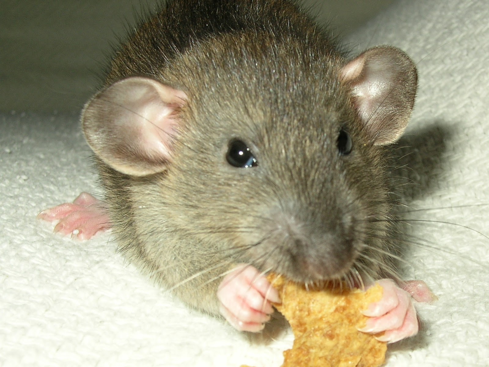 Basic Rat A Beginners Tutorial Rat Basic Color