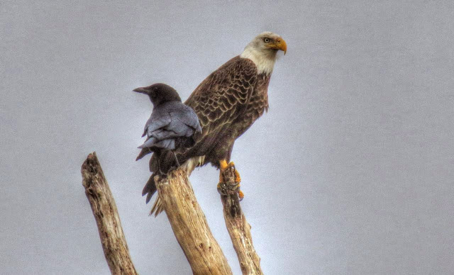 Bald Eagle and Crow