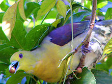 الفرق بين الحمام واليمام The+White-bellied+Green+Pigeon+feeding+on+fruit