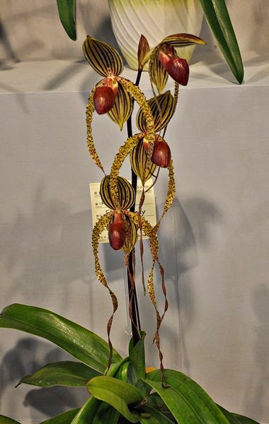 PaphYeo: TIOS 2014 - multiflorals