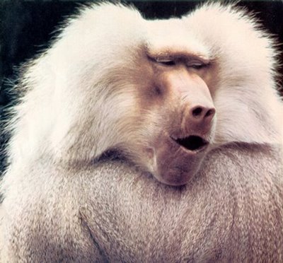 Funny baboon wallpaper |Funny Animal