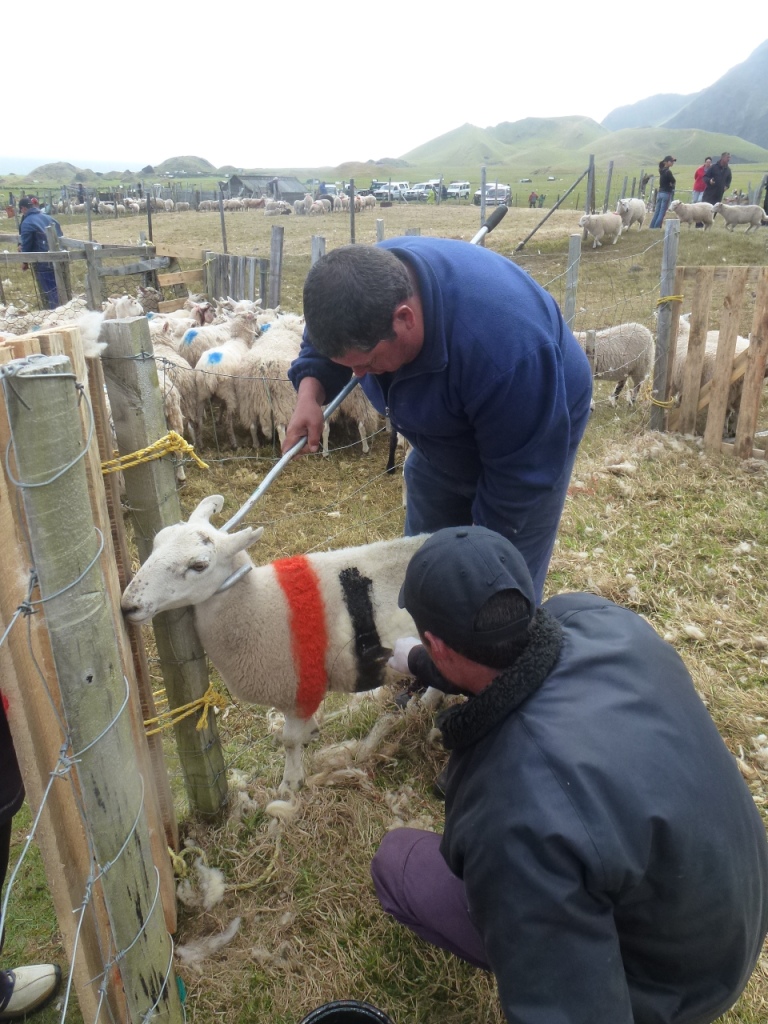 Tristan Travels Sheep Shearing Day