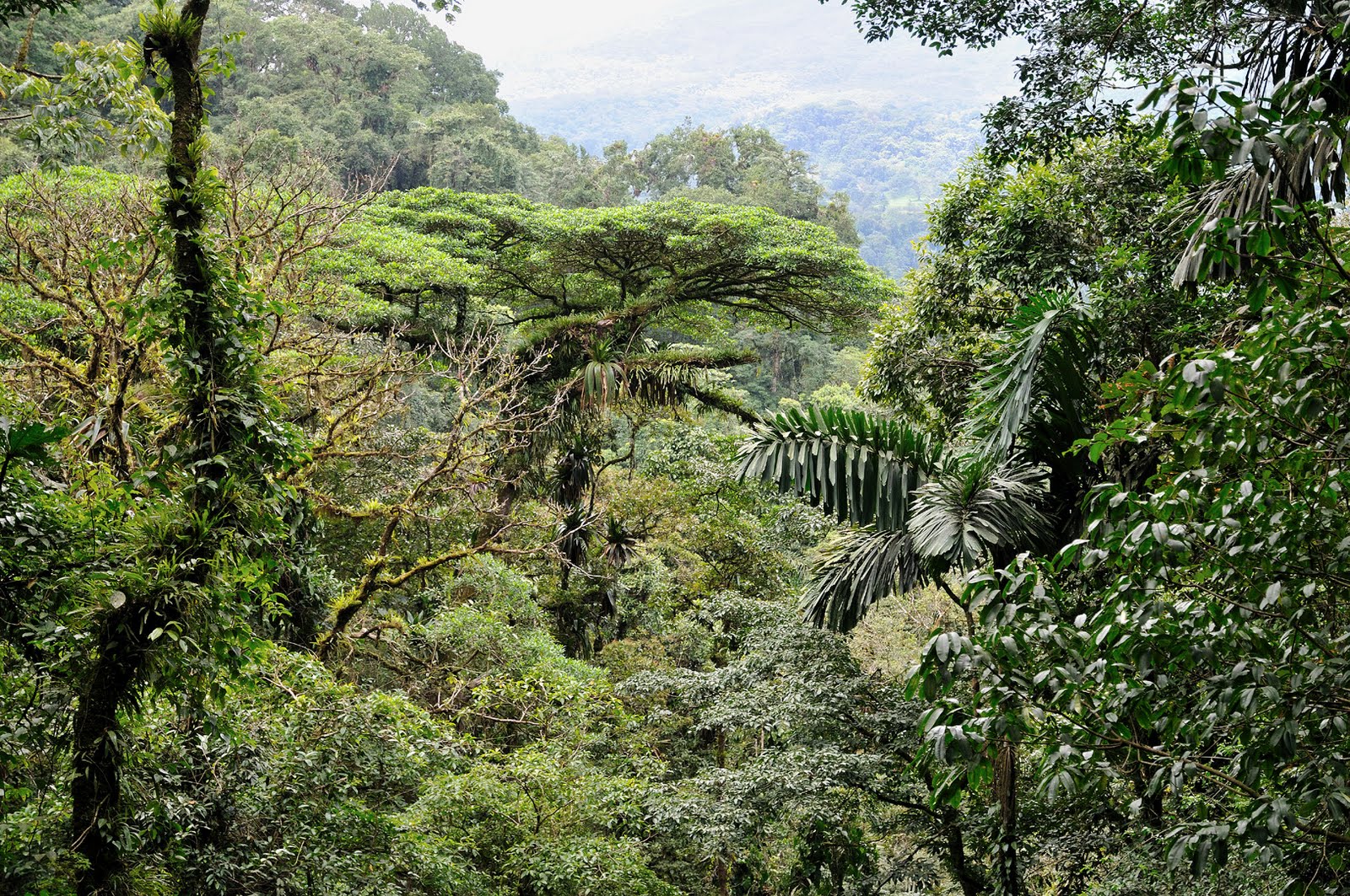 Geographical variation and Biodiversity Jungle World