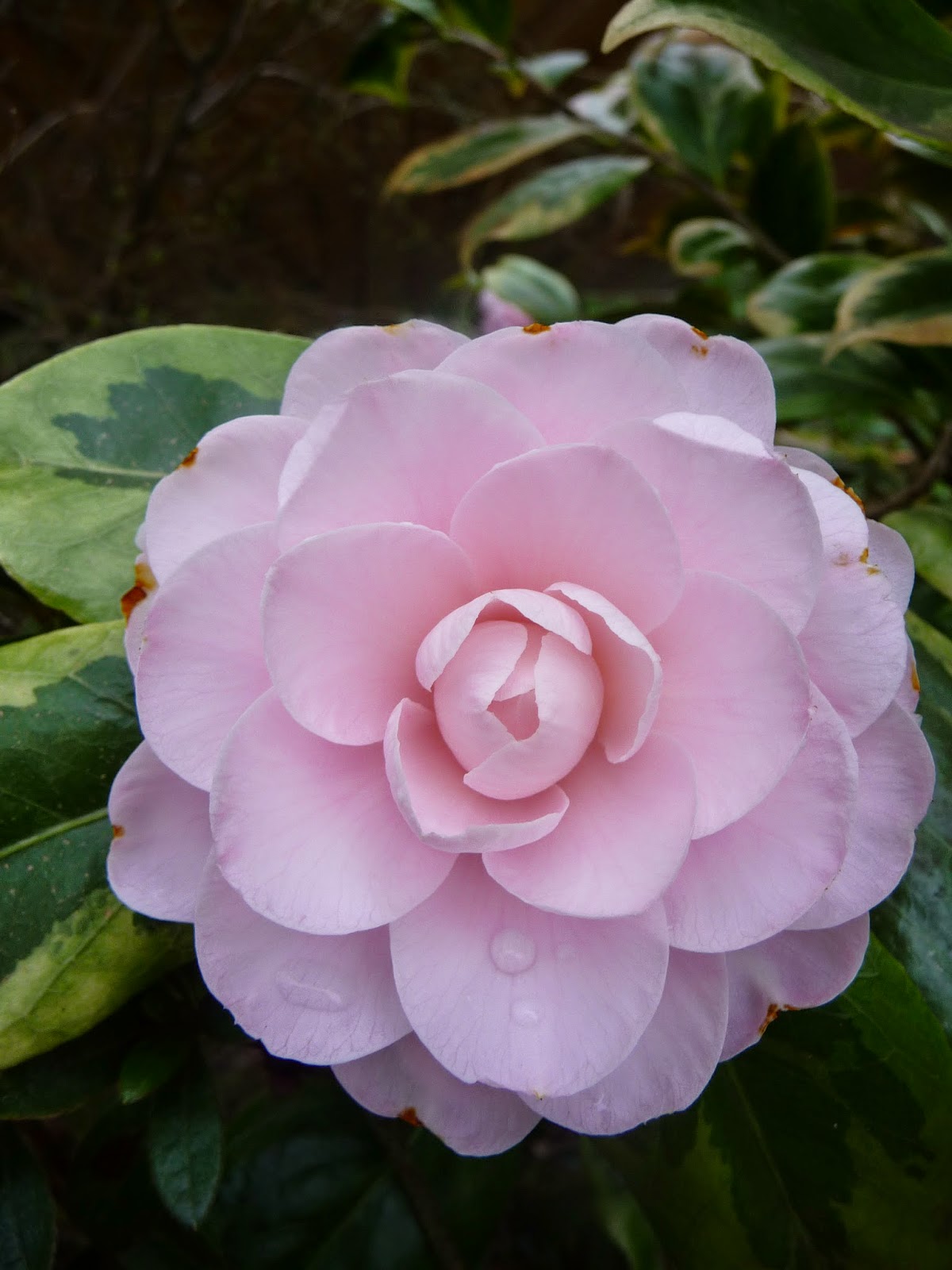 Lots Of Pine Greens Added To Red Roses For Maids Bouquet Wedding