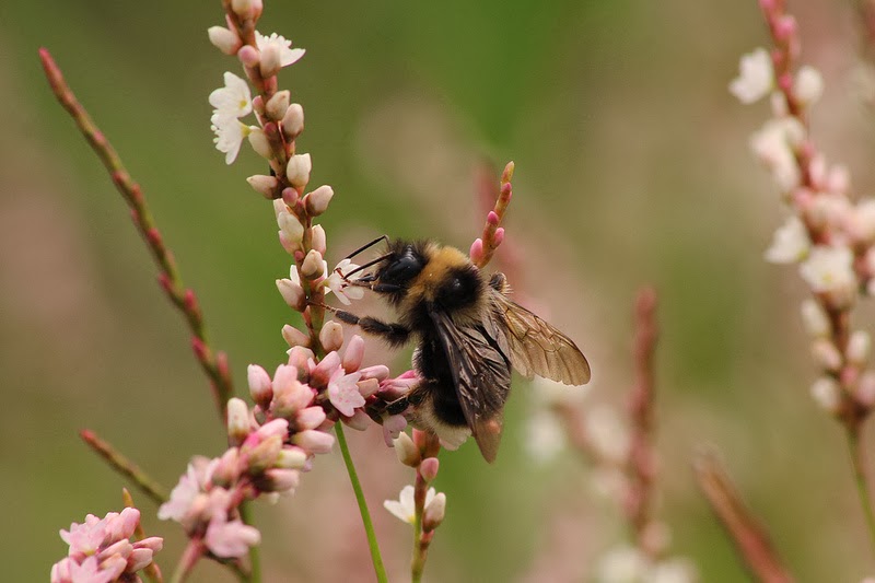 Biodiversity of British Columbia The Western Bumble Bee Documented in BC