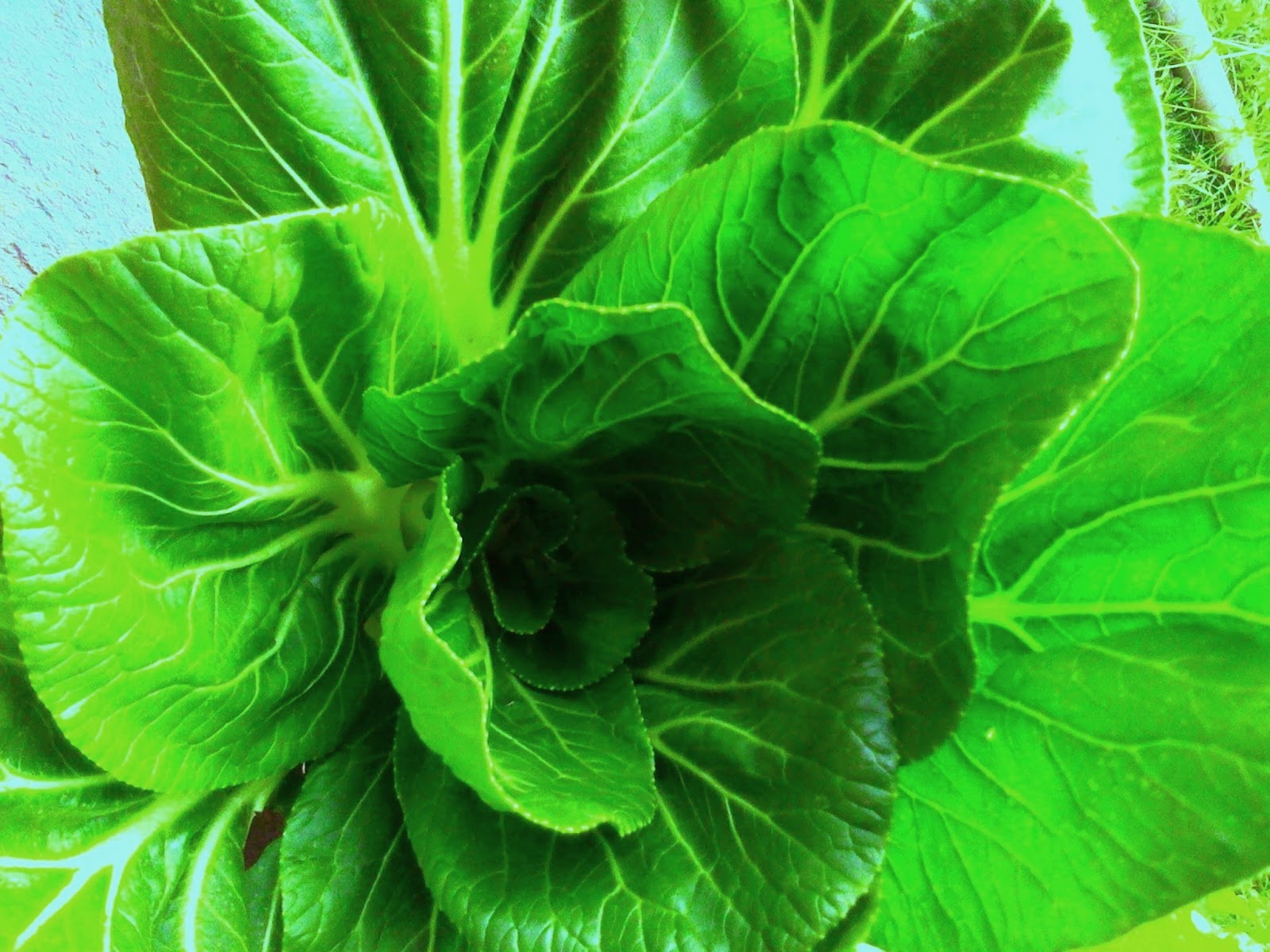 Growing spinach vegetables in Kenya AgroEnvironment Initiative