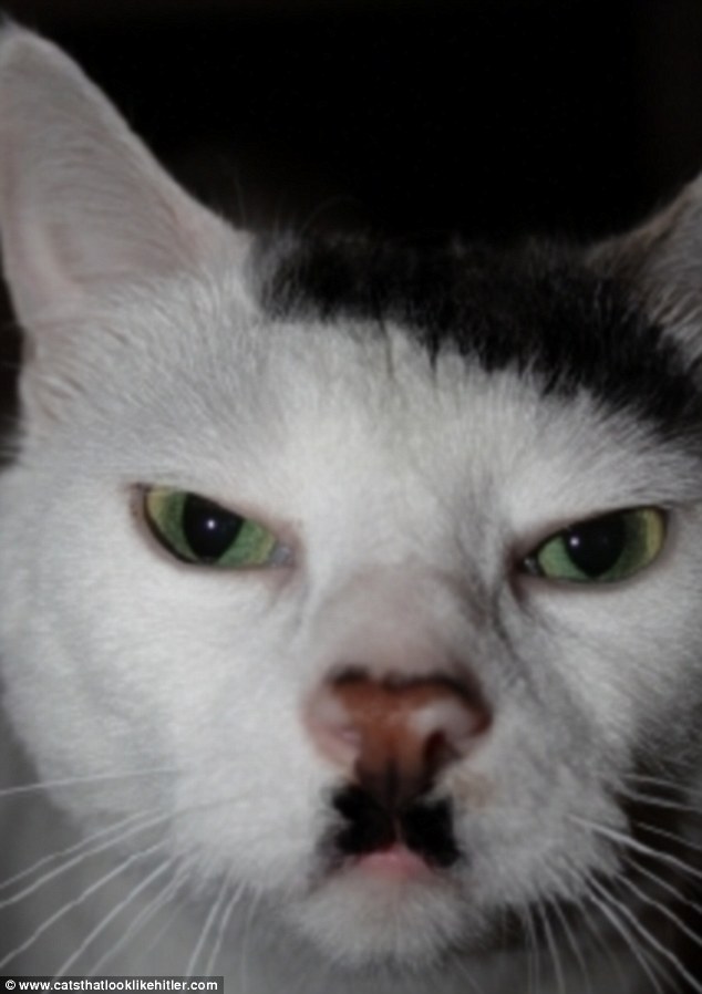 Cats That Look Like Hitler