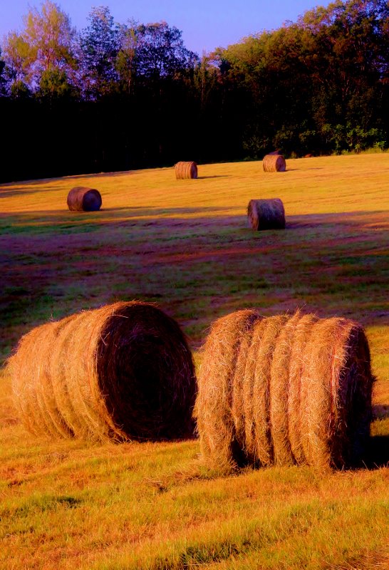 Enchanted Blue Hay Bale the documentary