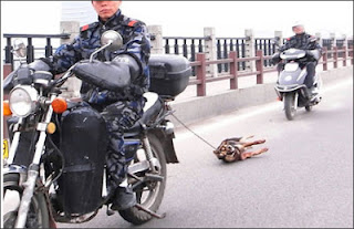 Penyiksaan Anjing Di China