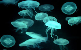medusas Fotografias de animales marinos