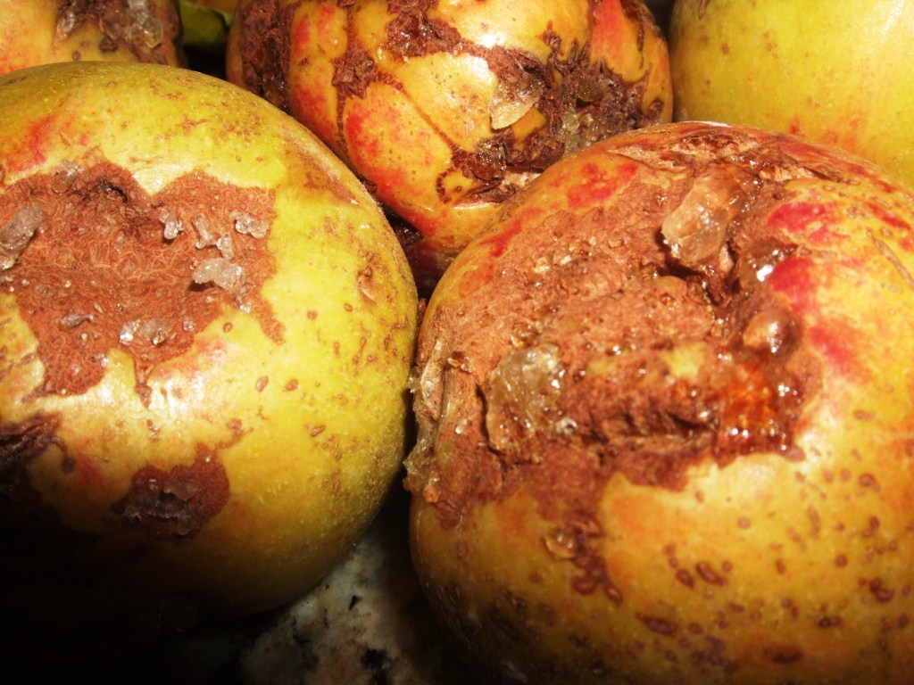 Xtremehorticulture of the Desert Scarring of Nectarine from Thrips Can