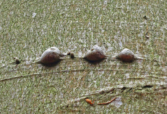 Three lumps on bark of living beech.