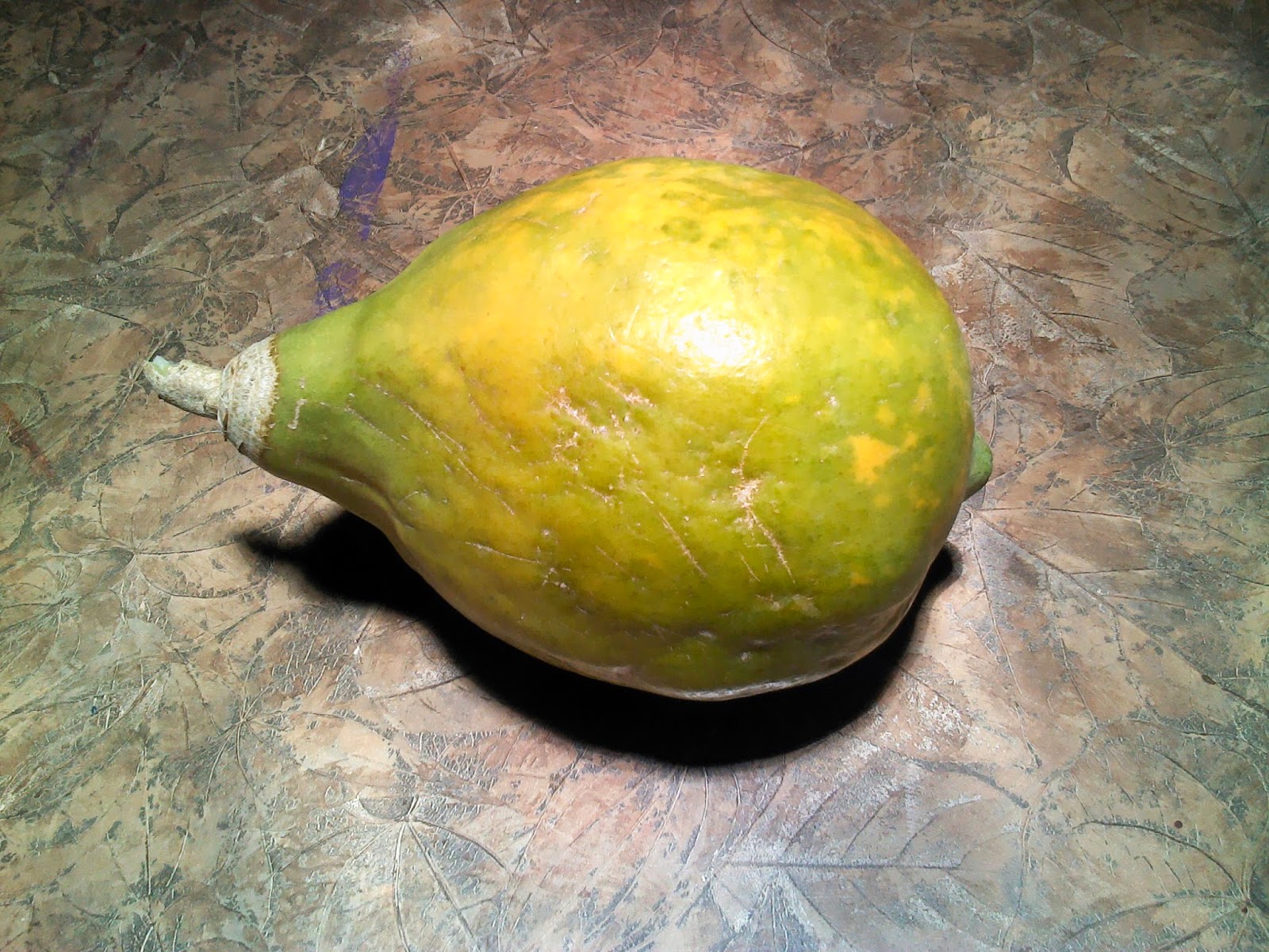 Foto Blog Puerto Rico Primera Papaya del Huerto Casero