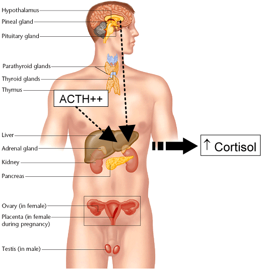 A Little Memory neuron diagram google 